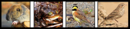 Mazama Pocket Gopher, Oregon Spotted Frog, Streaked Horn Lark, and Oregon Vesper Sparrow