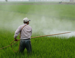 Man spraying chemicals over a green field